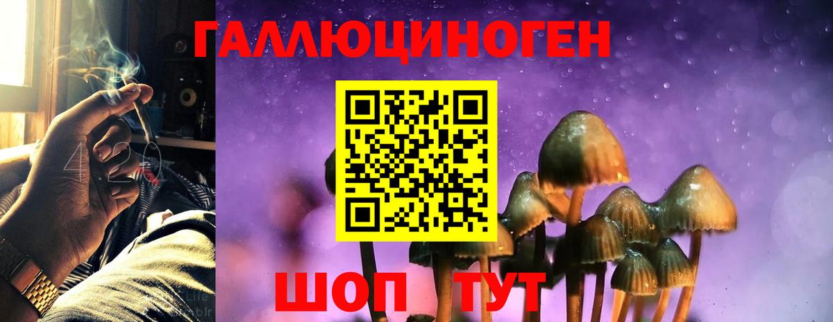 Псилоцибиновые грибы Psilocybine cubensis Можга